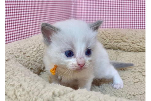 成約済の東京都のラグドール-19914の5枚目