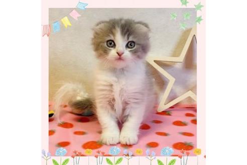 成約済の大阪府のスコティッシュフォールド-19917