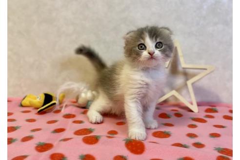 成約済の大阪府のスコティッシュフォールド-19917の3枚目