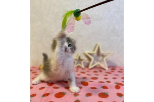 成約済の大阪府のスコティッシュフォールド-19917の5枚目