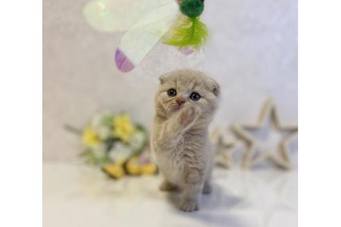 成約済の大阪府のスコティッシュフォールド-19918の2枚目