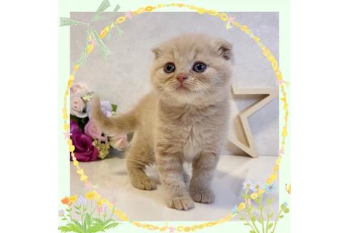 成約済の大阪府のスコティッシュフォールド-19918の1枚目