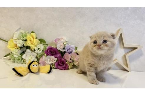 成約済の大阪府のスコティッシュフォールド-19918の4枚目