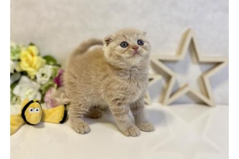 成約済の大阪府のスコティッシュフォールド-19918の5枚目