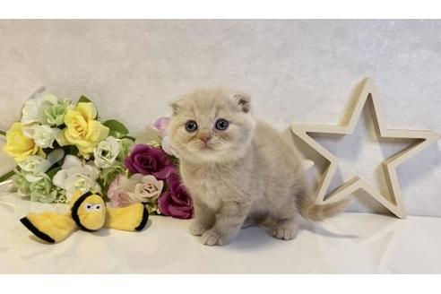 成約済の大阪府のスコティッシュフォールド-19918の3枚目