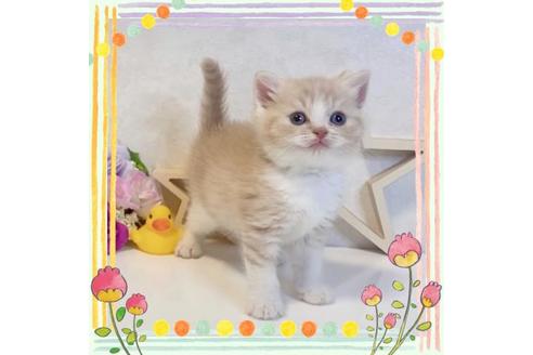 成約済の大阪府のスコティッシュフォールド-19919の1枚目