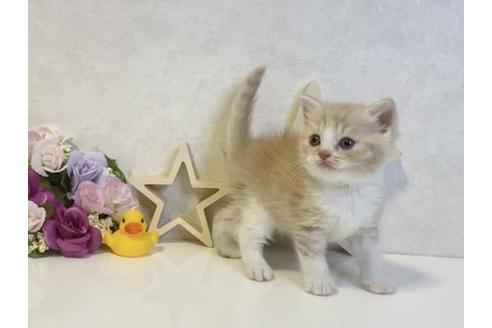 成約済の大阪府のスコティッシュフォールド-19919の4枚目