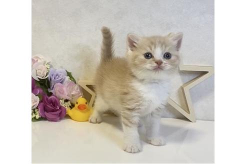 成約済の大阪府のスコティッシュフォールド-19919の2枚目