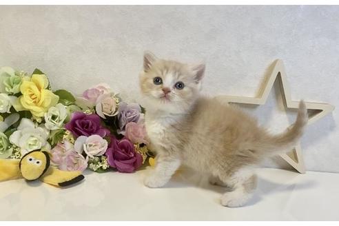 成約済の大阪府のスコティッシュフォールド-19919の3枚目