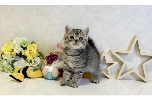 成約済の大阪府のスコティッシュフォールド-19920の2枚目