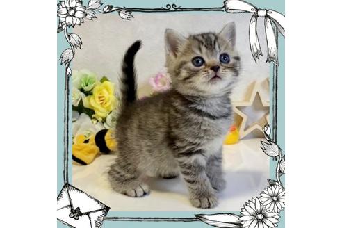 成約済の大阪府のスコティッシュフォールド-19920の1枚目