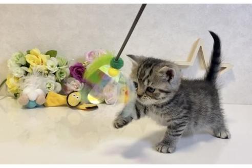 成約済の大阪府のスコティッシュフォールド-19920の3枚目