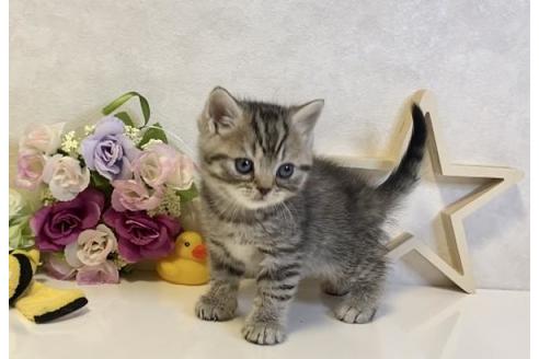 成約済の大阪府のスコティッシュフォールド-19920の5枚目