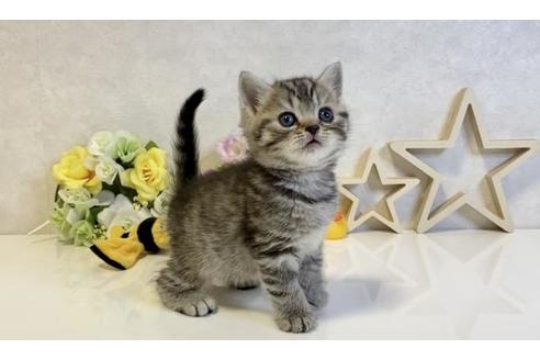 成約済の大阪府のスコティッシュフォールド-19920の4枚目