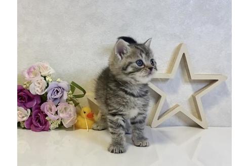 成約済の大阪府のスコティッシュフォールド-19920の6枚目