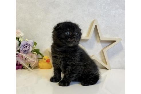 成約済の大阪府のスコティッシュフォールド-19921の2枚目