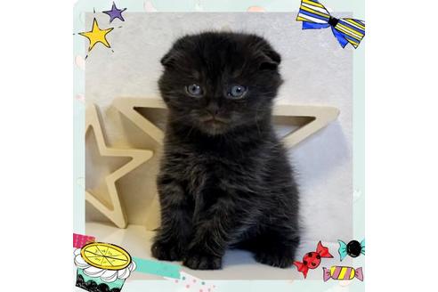 成約済の大阪府のスコティッシュフォールド-19921の1枚目