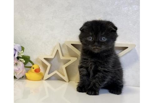 成約済の大阪府のスコティッシュフォールド-19921の4枚目