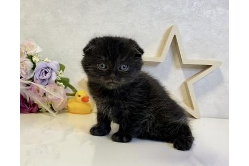 成約済の大阪府のスコティッシュフォールド-19921の5枚目