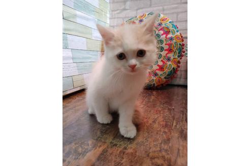 大阪府でマンチカンの子猫を探す 子猫ブリーダーナビ