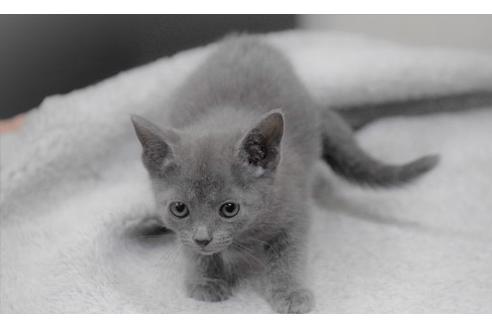 大阪府のロシアンブルー 女の子 21 10 17生まれ お淑やかな女の子だよ 子猫id 子猫ブリーダーナビ