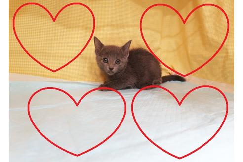ロシアンブルーの子猫を探す（20ページ目）｜子猫ブリーダーナビ