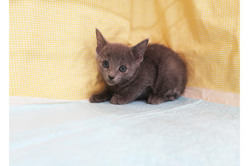 成約済の東京都のロシアンブルー-20016の2枚目