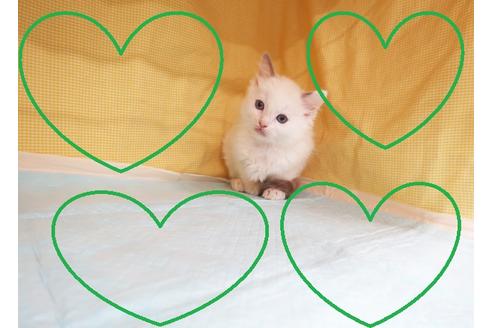 成約済の東京都のラグドール-20017