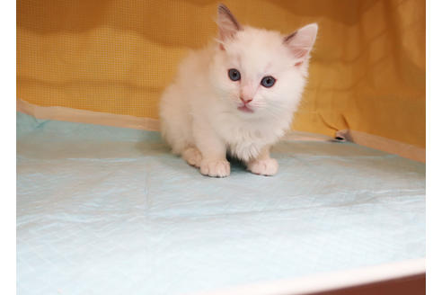 成約済の東京都のラグドール-20017の2枚目