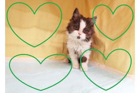 成約済の東京都のスコティッシュフォールド-20018