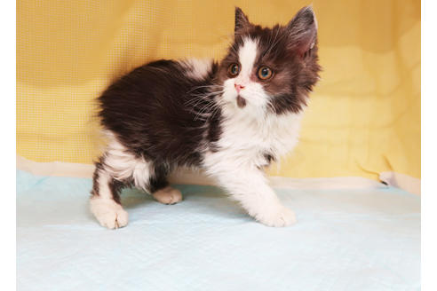 成約済の東京都のスコティッシュフォールド-20018の2枚目