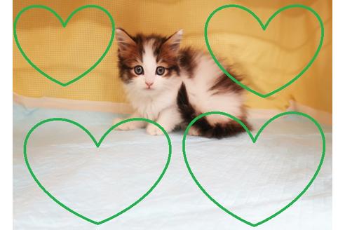 成約済の東京都のスコティッシュフォールド-20020の1枚目