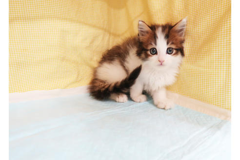 成約済の東京都のスコティッシュフォールド-20020の2枚目