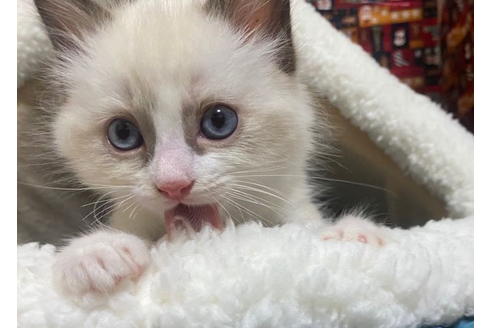 成約済の東京都のラグドール-20023の5枚目