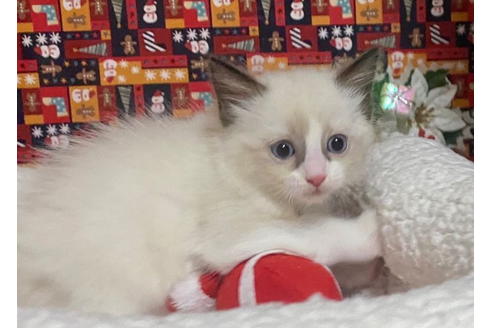 成約済の東京都のラグドール-20023の2枚目