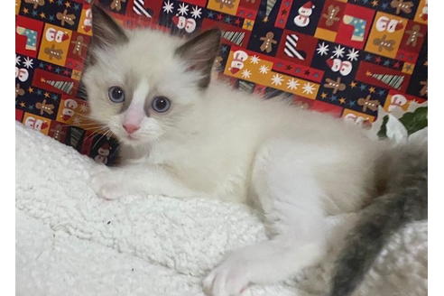 成約済の東京都のラグドール-20023