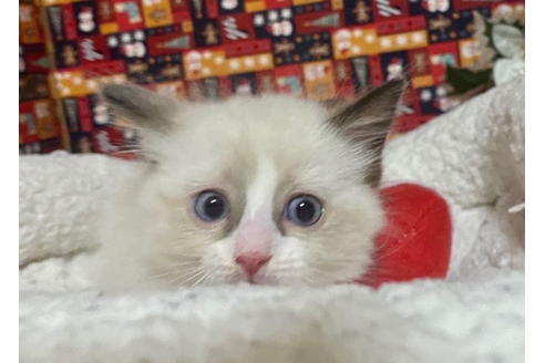 成約済の東京都のラグドール-20023の3枚目