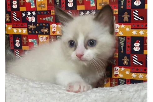 成約済の東京都のラグドール-20023の4枚目