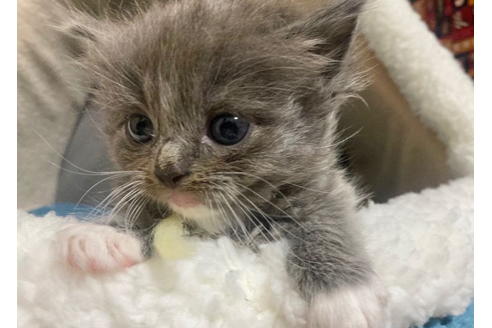 成約済の東京都のその他の猫種-20026の3枚目