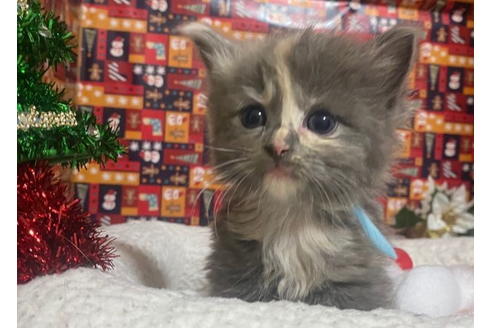 成約済の東京都のその他の猫種-20027の5枚目