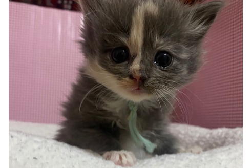 成約済の東京都のその他の猫種-20029の2枚目