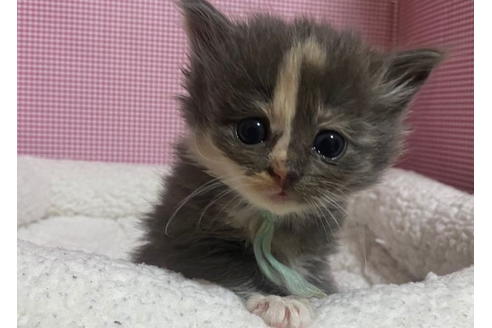 成約済の東京都のその他の猫種-20029の3枚目