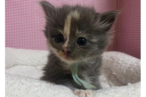 成約済の東京都のその他の猫種-20029の4枚目