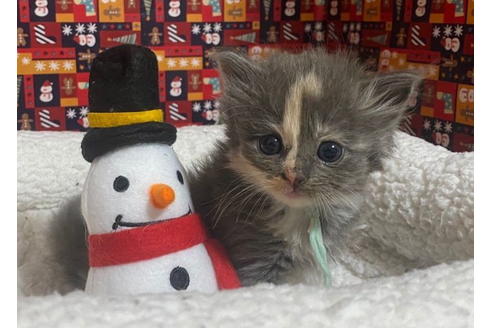 成約済の東京都のその他の猫種-20029の1枚目