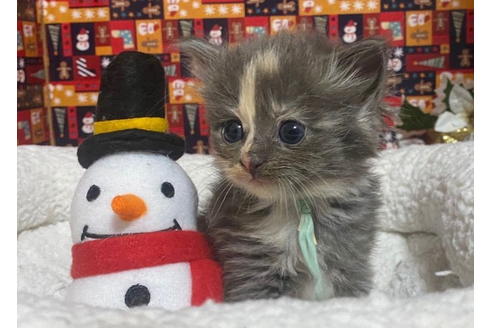 成約済の東京都のその他の猫種-20029の5枚目