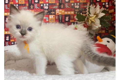 成約済の東京都のラグドール-20030の1枚目