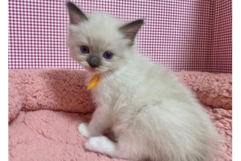 成約済の東京都のラグドール-20030の2枚目