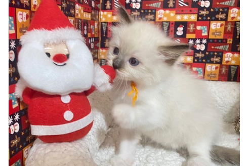 成約済の東京都のラグドール-20030の3枚目