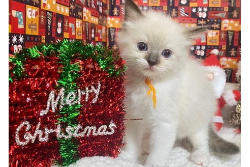 成約済の東京都のラグドール-20030の4枚目