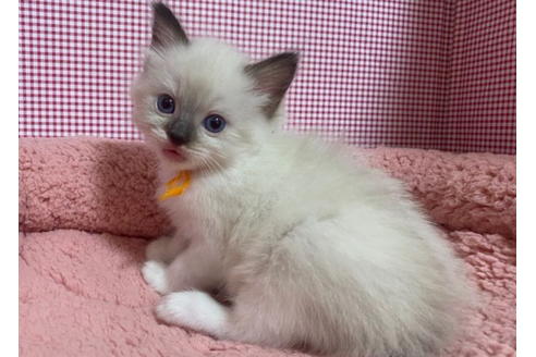 成約済の東京都のラグドール-20030の5枚目